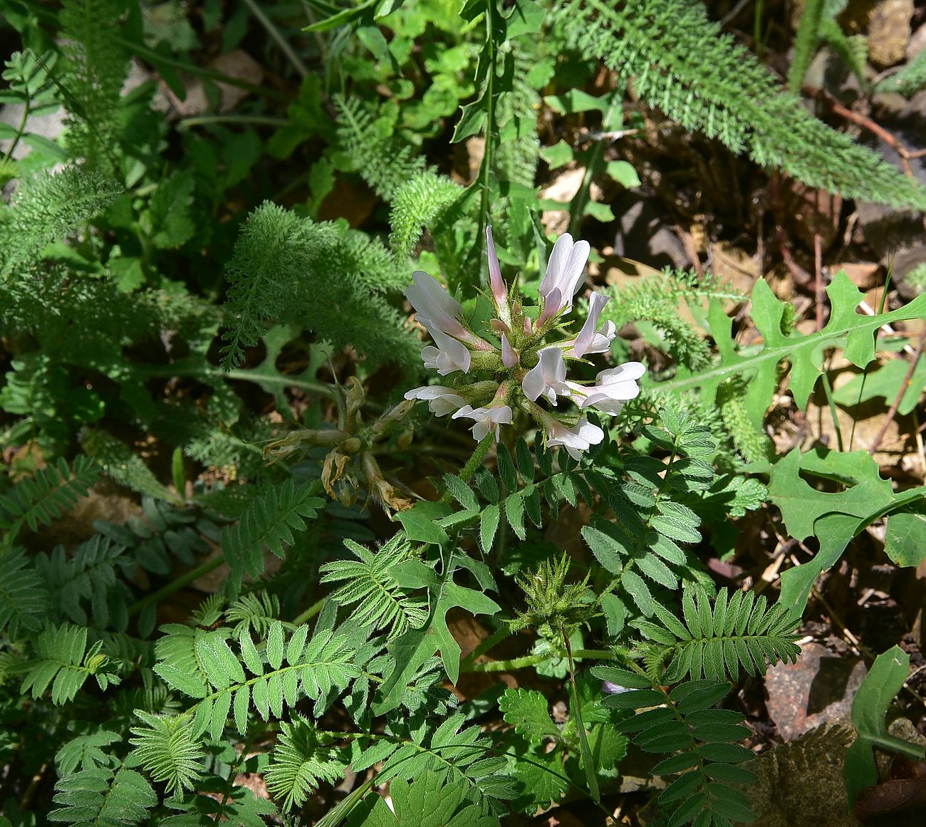 Image of Unknown species specimen.