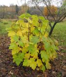 Acer velutinum. Вегетирующее растение (около 10 лет). Тульская обл., Венёвский р-н, в культуре. 23.10.2025.