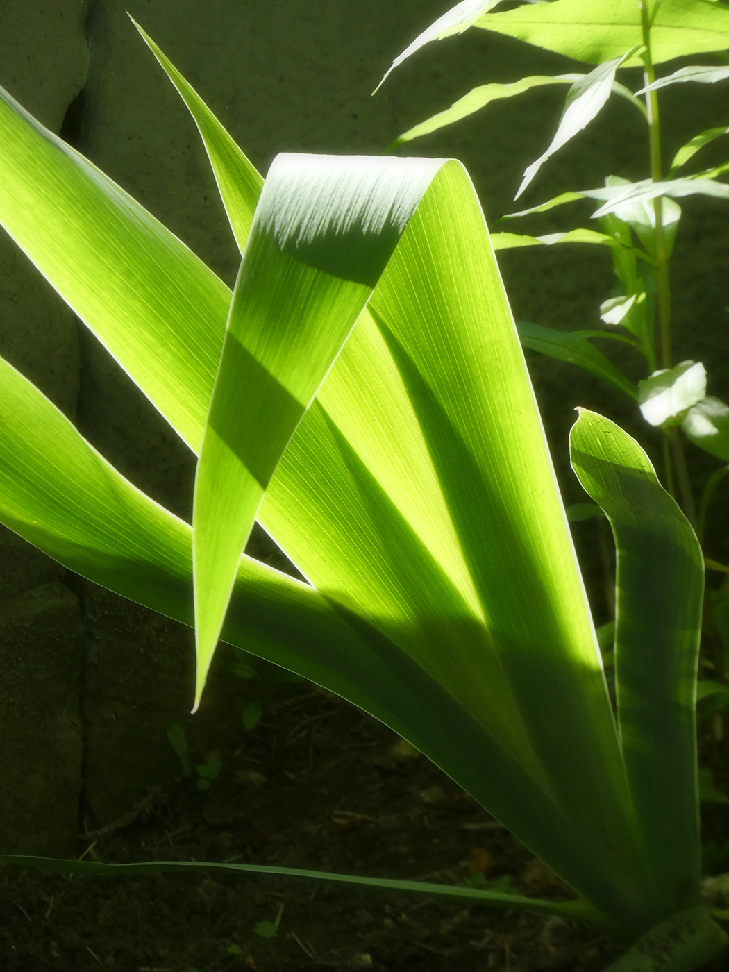 Изображение особи Iris × hybrida.