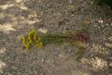 Hypericum scabrum. Сорванное цветущее растение. Турция, ил Артвин, р-н Юсуфели, 450 м ниже дер. Гюльпынар, выс. 1520 м н.у.м., каменистый склон. 13 июня 2026 г.