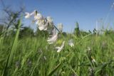 Vicia villosa. Соцветие c цветками нетипичной, переходной окраски. Украина, г. Луганск, пос. Вергунский разъезд, плакорный участок, степь. 22.06.2021.