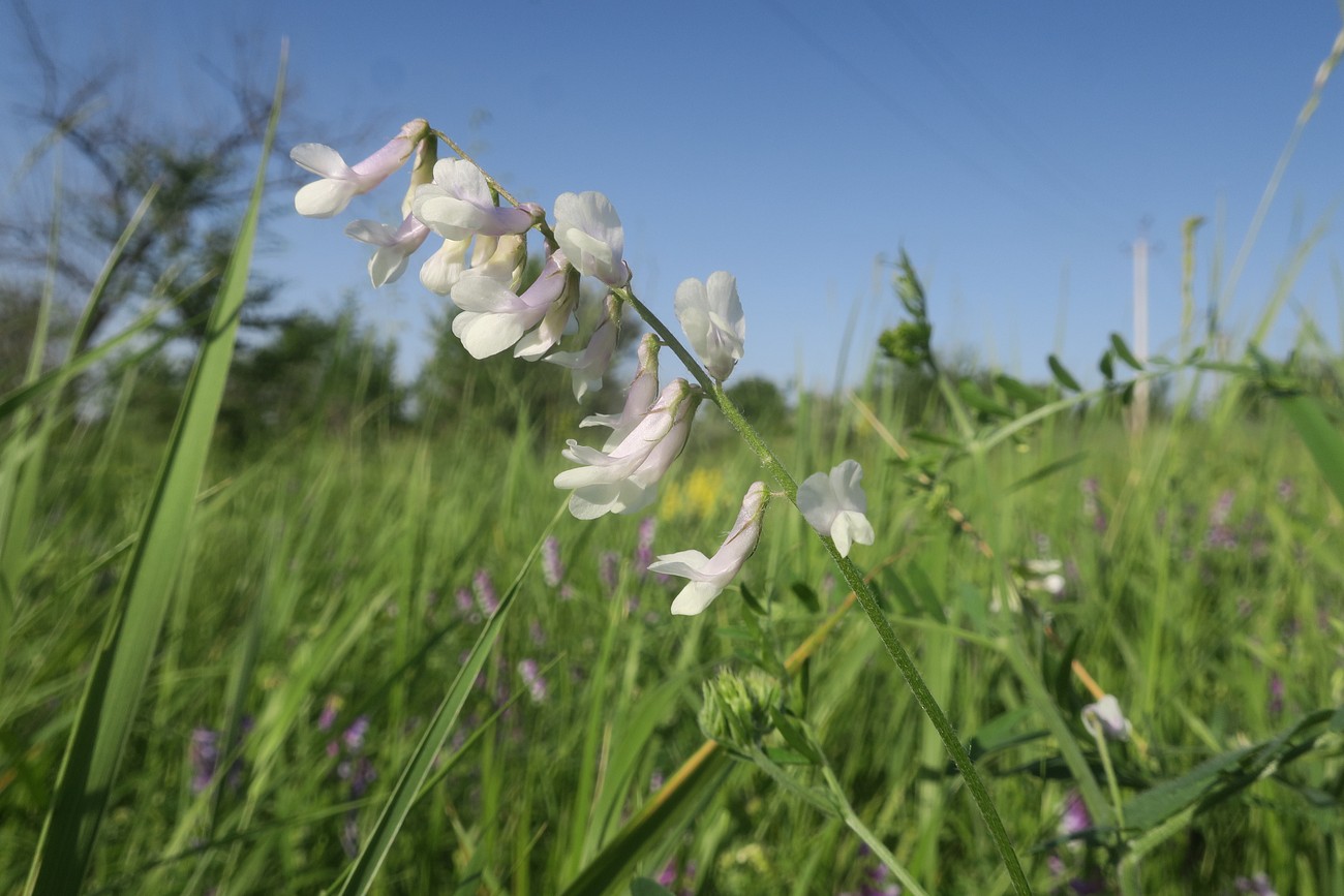 Image of Vicia villosa specimen.