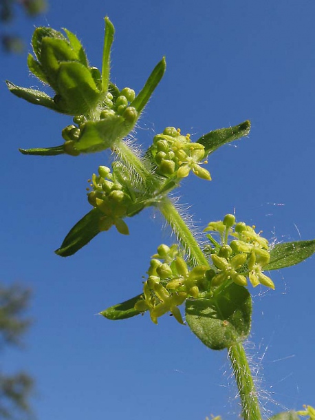 Image of Cruciata laevipes specimen.