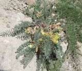 Astragalus utriger. Цветущее растение. Крым, Южный берег, гора Меганом. 07.05.2011.