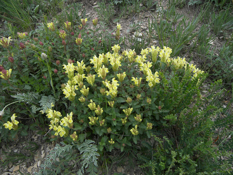 Изображение особи Scutellaria polyodon.