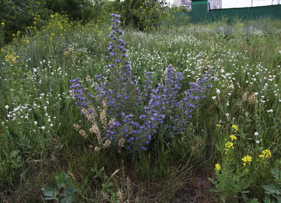 Изображение особи Echium vulgare.