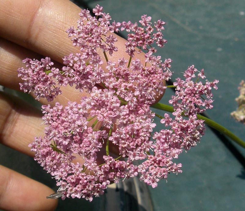 Изображение особи Pimpinella rhodantha.