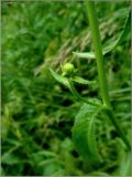 Picris hieracioides. Часть побега с пазушным цветоносом. Тверская обл., Ржевский р-н, р. Волга, окр. переката Рождественский. 9 июля 2011 г.
