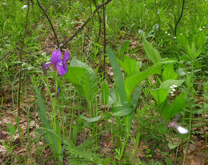 Image of Iris aphylla specimen.