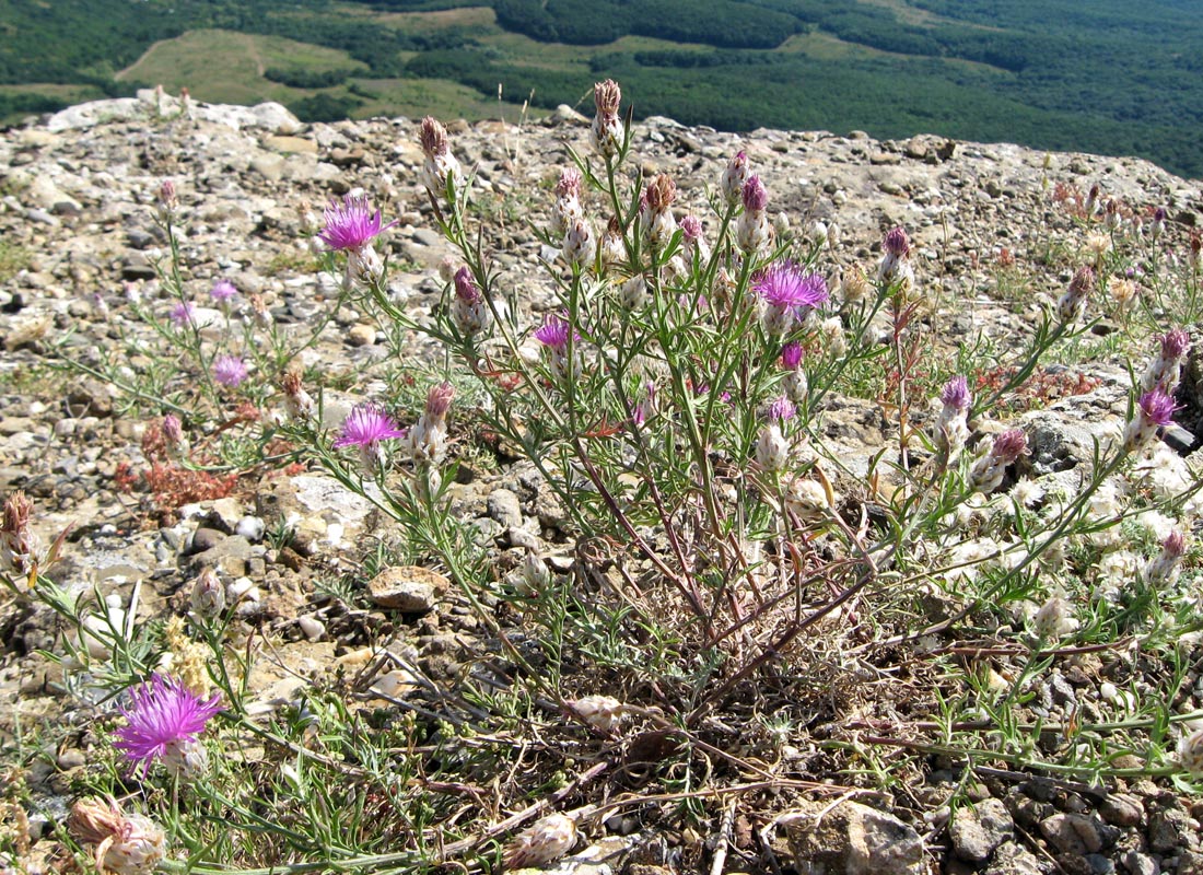 Изображение особи Centaurea vankovii.