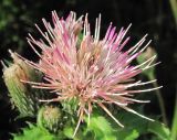 Cirsium &times; hybridum