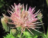 Cirsium × hybridum. Соцветие. Архангельская обл., Вельский р-н, окр. пос. Усть-Шоноша, у просёлочной дороги. 14.07.2011.