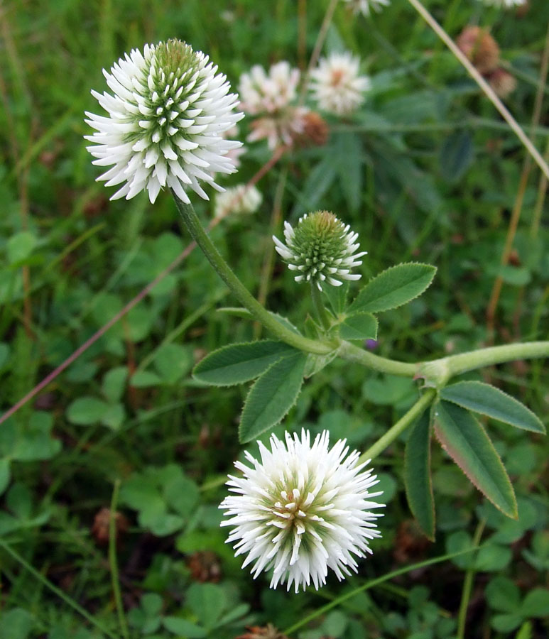 Изображение особи Trifolium montanum.