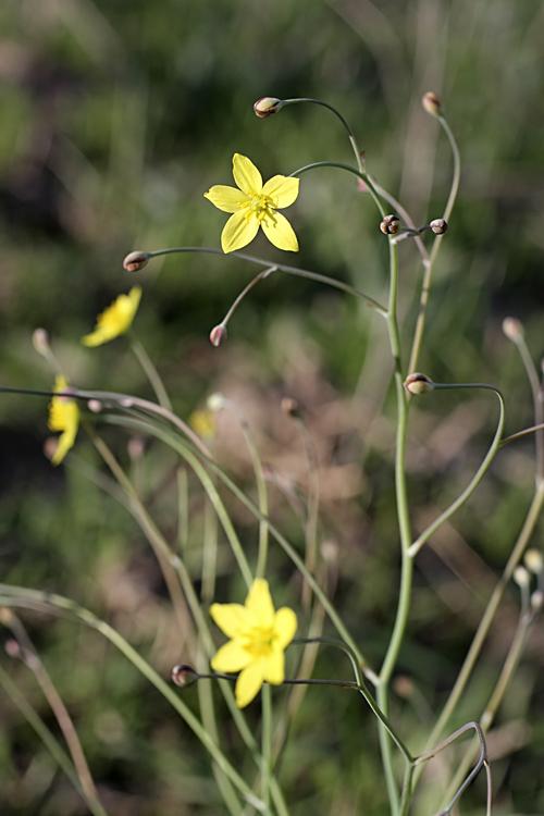 Изображение особи Bongardia chrysogonum.