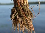 Cyperus glomeratus. Корни выкопанного растения. Астраханская обл., Наримановский р-н, в истоке рук. Бузан. 28.08.2011.