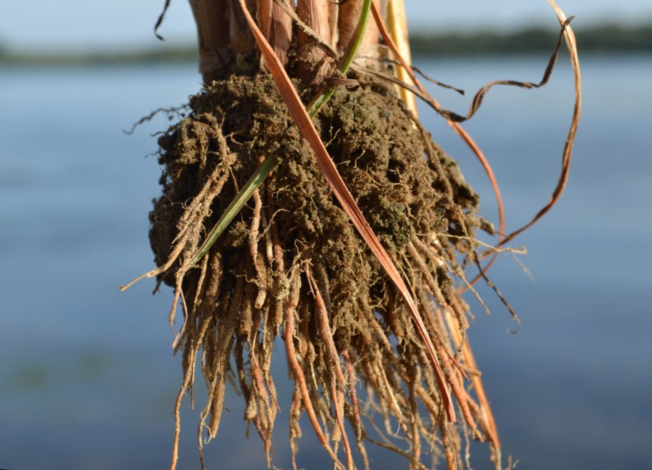 Изображение особи Cyperus glomeratus.