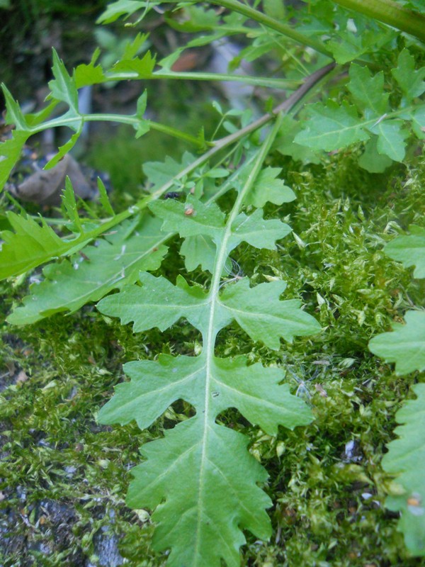 Image of Rorippa palustris specimen.