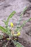 genus Astragalus