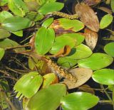Potamogeton natans. Плавающие на поверхности воды листья и соцветия. Ярославская обл., Угличский р-н, дер. Масальское, р. Корожечна. 24.06.2011.