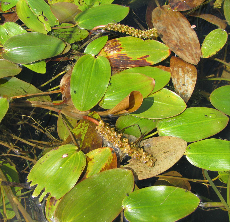 Image of Potamogeton natans specimen.