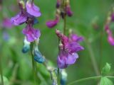 Lathyrus vernus. Цветки. Московская обл., Раменский р-н, окр. дер. Хрипань, лесная поляна. 23.05.2006.