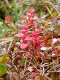 Vaccinium uliginosum подвид microphyllum. Побеги, поражённые грибом Exobasidium vaccinii-uliginosi(?). Полярный Урал, долина Изшора. 09.08.2011.