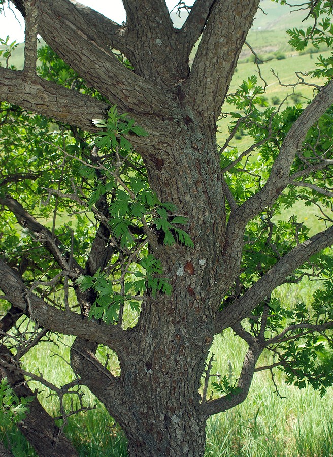 Изображение особи Crataegus pontica.
