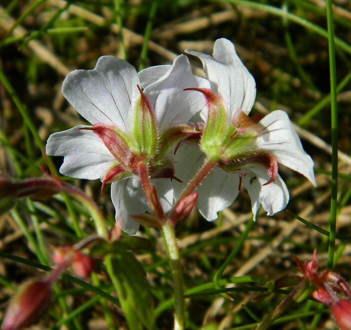 Image of Geranium krylovii specimen.