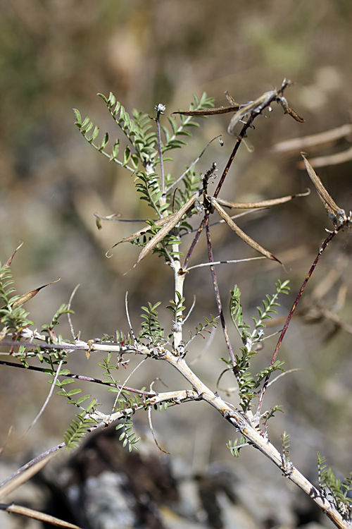 Image of Astragalus neolipskyanus specimen.