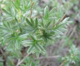 Dasiphora parvifolia. Листья. Читинская обл., Даурский заповедник, хр. Адун-Челон. 19.07.2011.