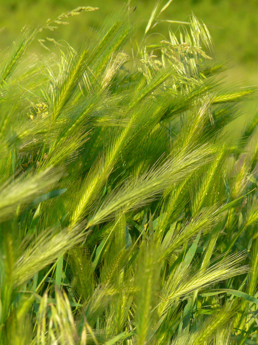 Image of Hordeum leporinum specimen.