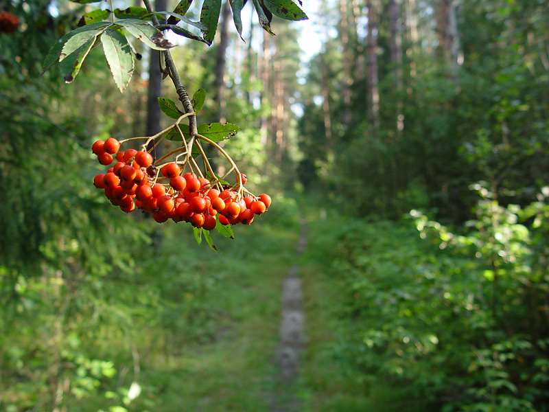 Image of Sorbus aucuparia specimen.