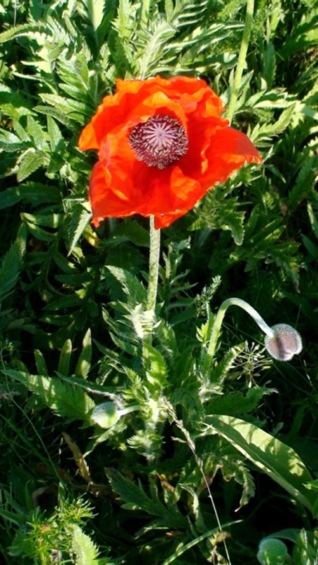 Image of Papaver orientale specimen.
