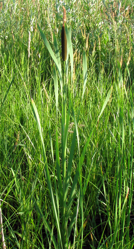 Изображение особи Typha latifolia.