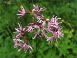 Coccyganthe flos-cuculi