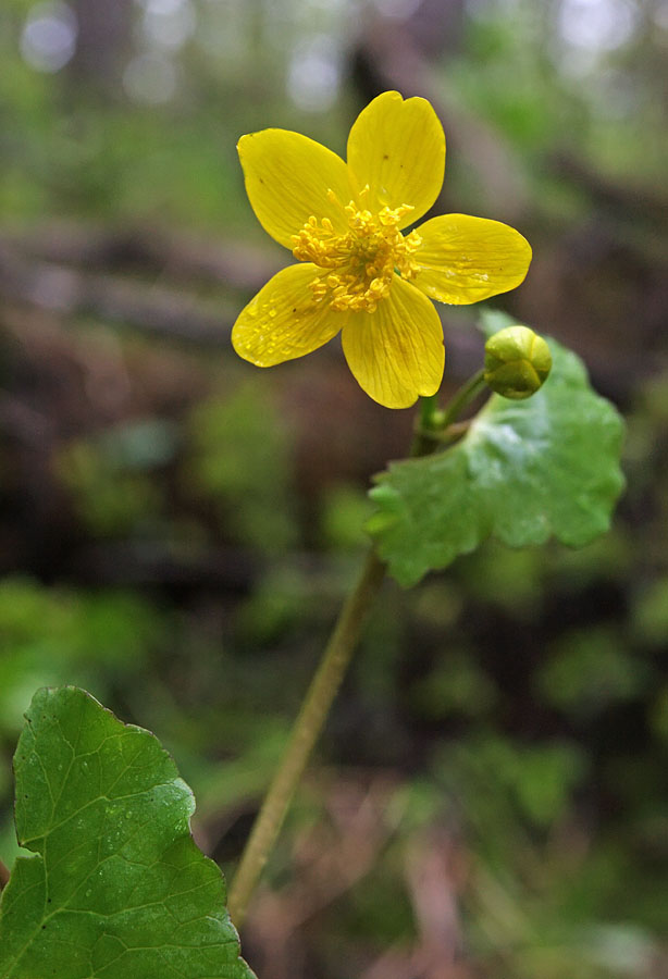 Изображение особи Caltha sibirica.