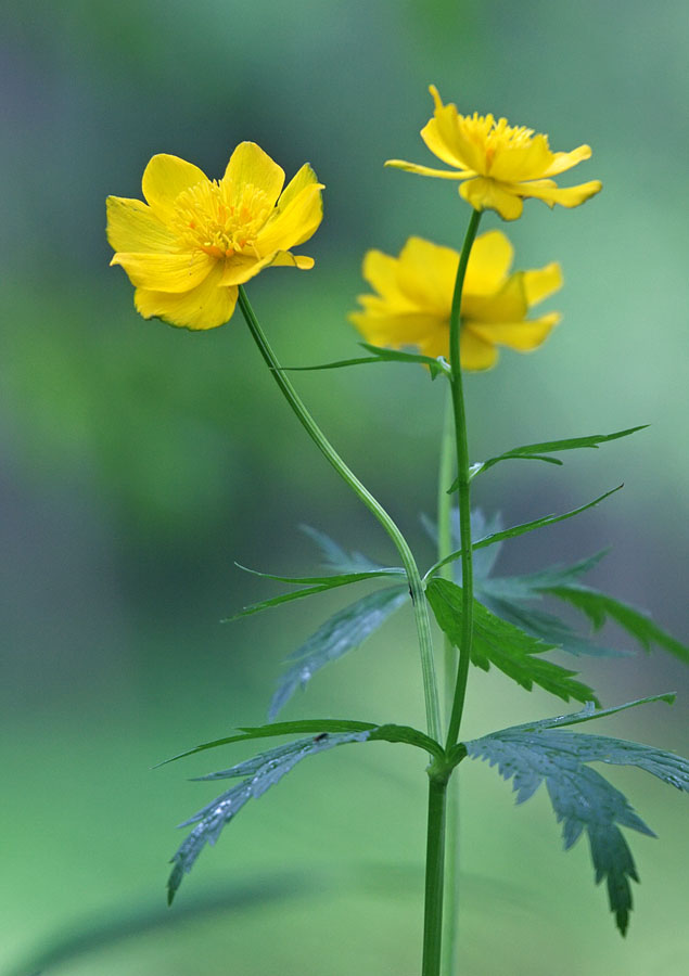 Изображение особи Trollius riederianus.