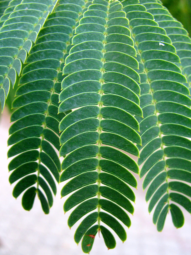 Image of Albizia julibrissin specimen.