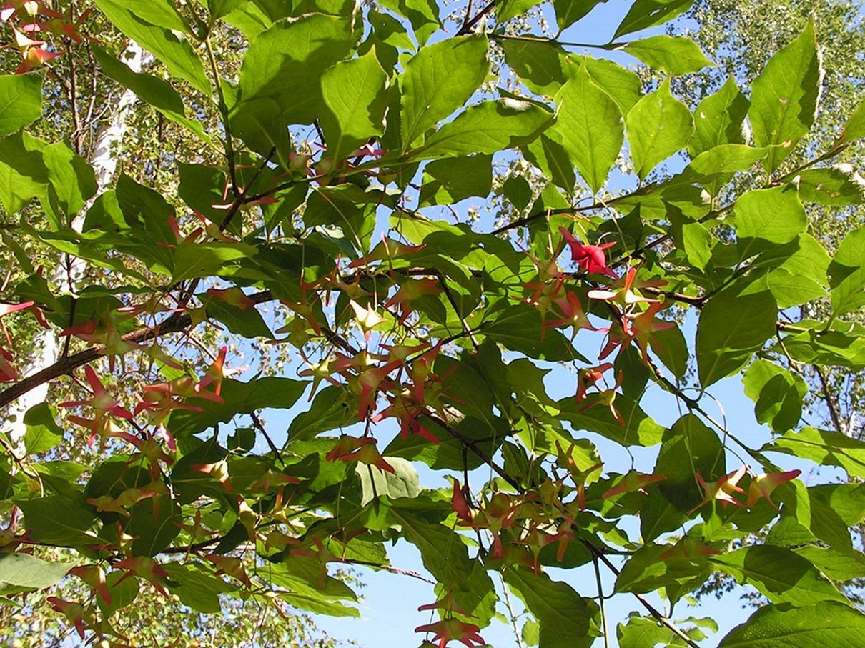 Изображение особи Euonymus macropterus.