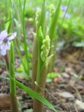 Convallaria majalis