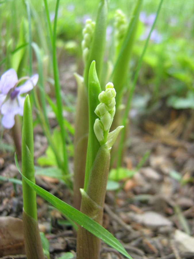 Изображение особи Convallaria majalis.