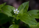 Moehringia trinervia