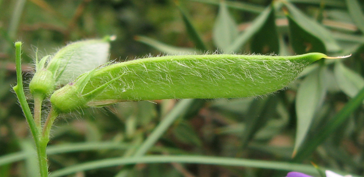 Изображение особи Lathyrus laxiflorus.