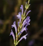 Lavandula coronopifolia. Верхушка соцветия. Израиль, впадина Мёртвого моря, киббуц Эйн-Геди, участок местной флоры. 08.03.2011.