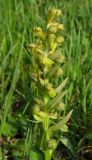 Dactylorhiza viridis
