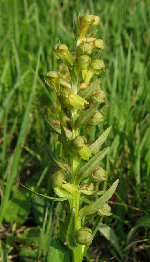 Image of Dactylorhiza viridis specimen.