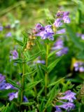 Scutellaria hastifolia