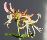 Lonicera × heckrottii. Развивающееся соцветие с первыми открывшимися цветками. Германия, г. Кемпен, на живой изгороди. 17.06.2012.
