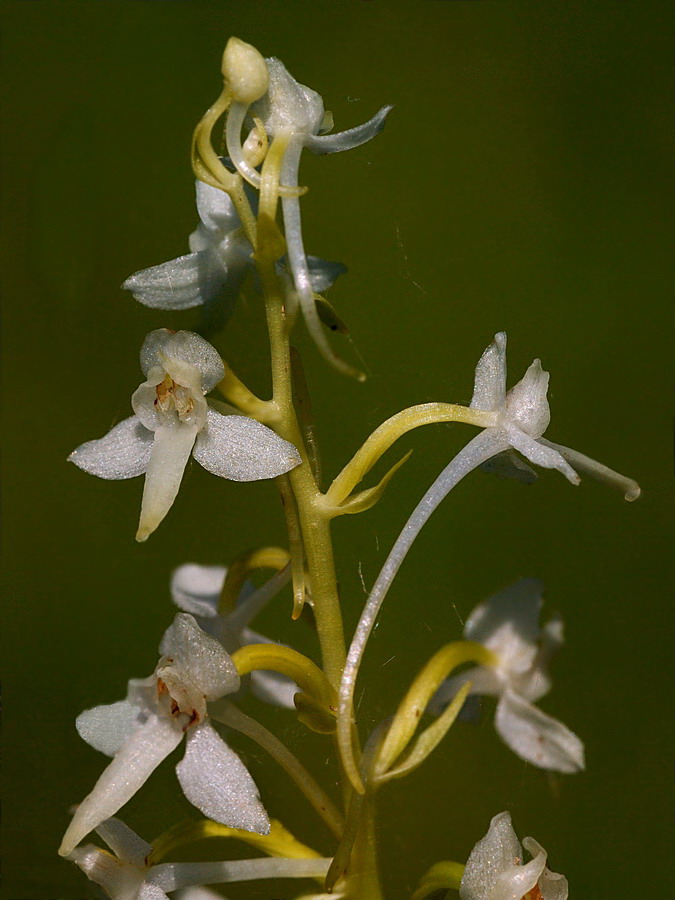 Image of Platanthera bifolia specimen.