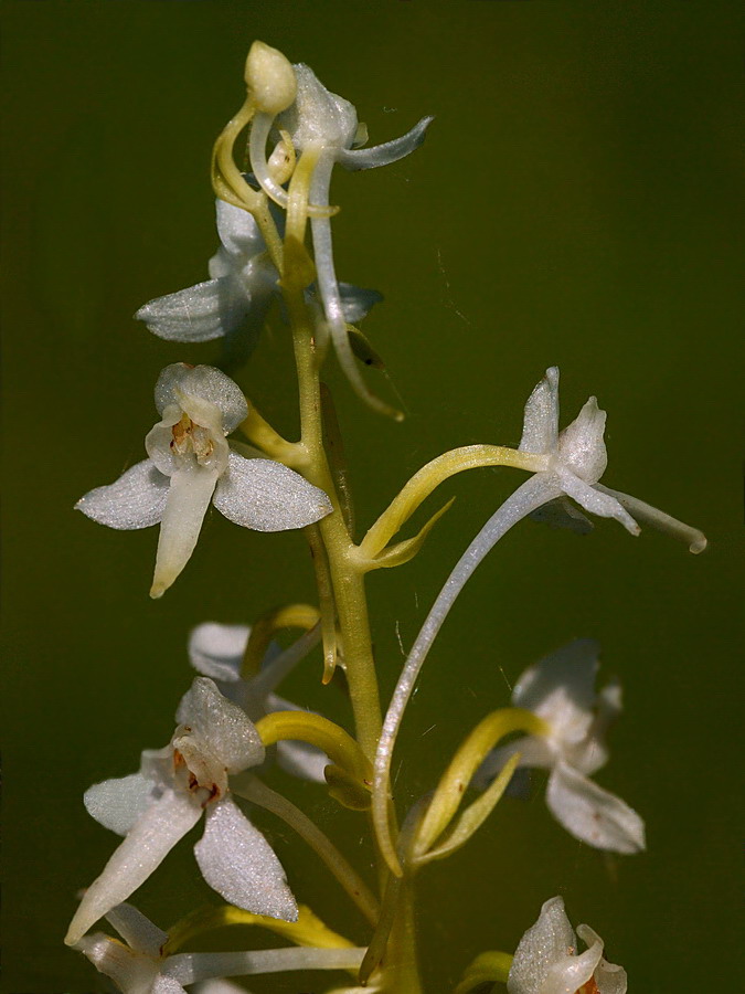 Изображение особи Platanthera bifolia.